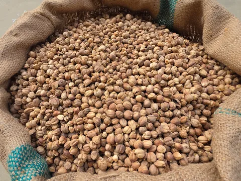 กระวาน (Cardamom)